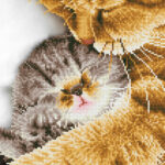 DD7.037web