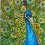49940PEACOCK