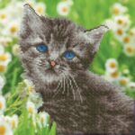 50455-Kitten (1)